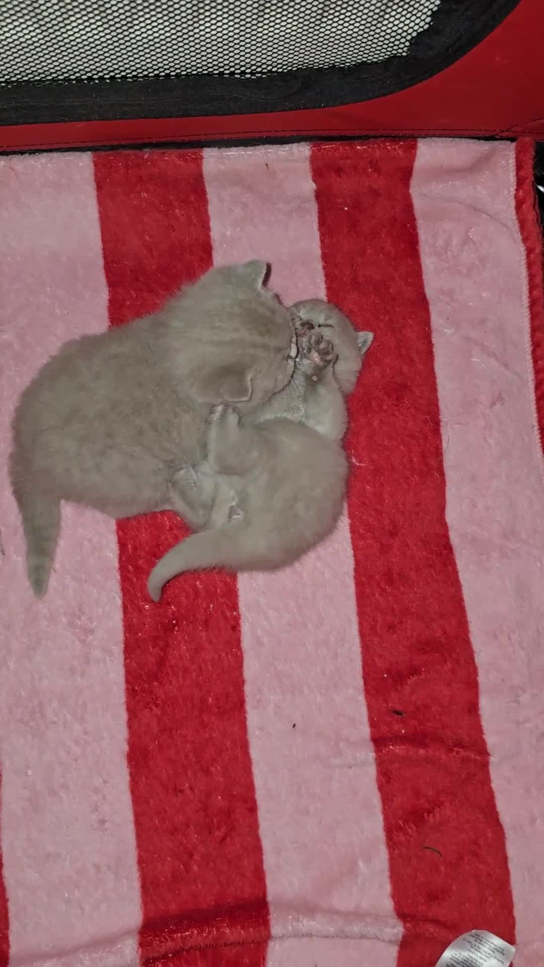 British Shorthair cats for sale: GCCF BSH  kittens for sale  - Video 2