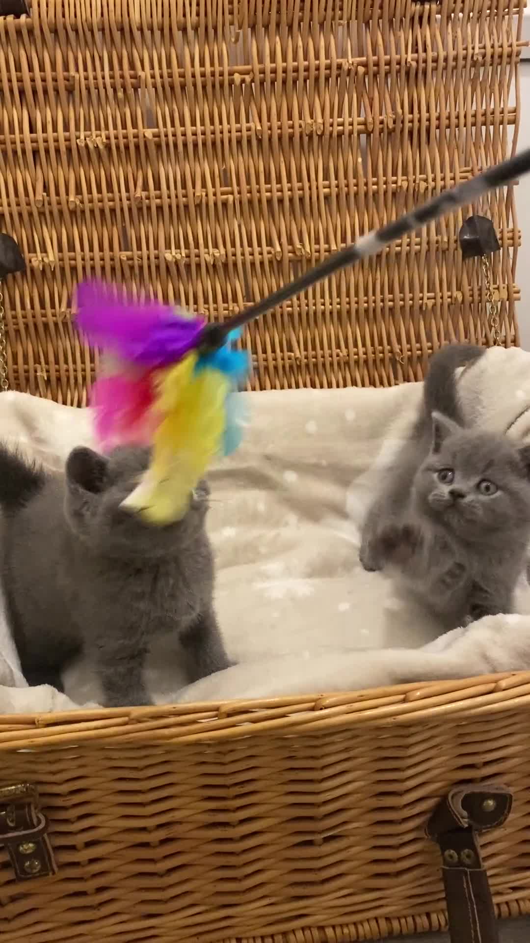 British Shorthair cats for sale: 🧸EXCEPTIONAL QUALITY PURE BREED BSH TEDDY BEARS🧸 - Video 1