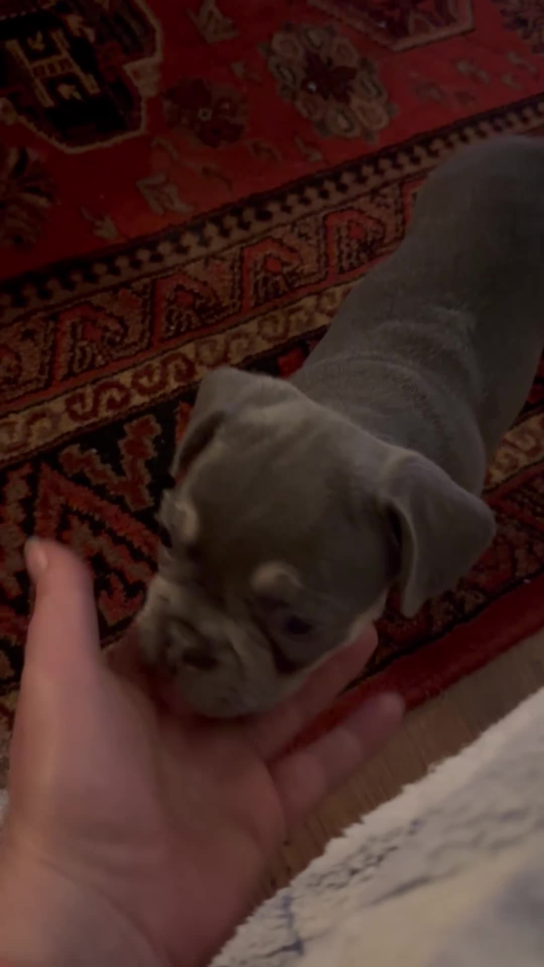 French Bulldog dogs for sale: French Bulldog Puppies  - Video 1