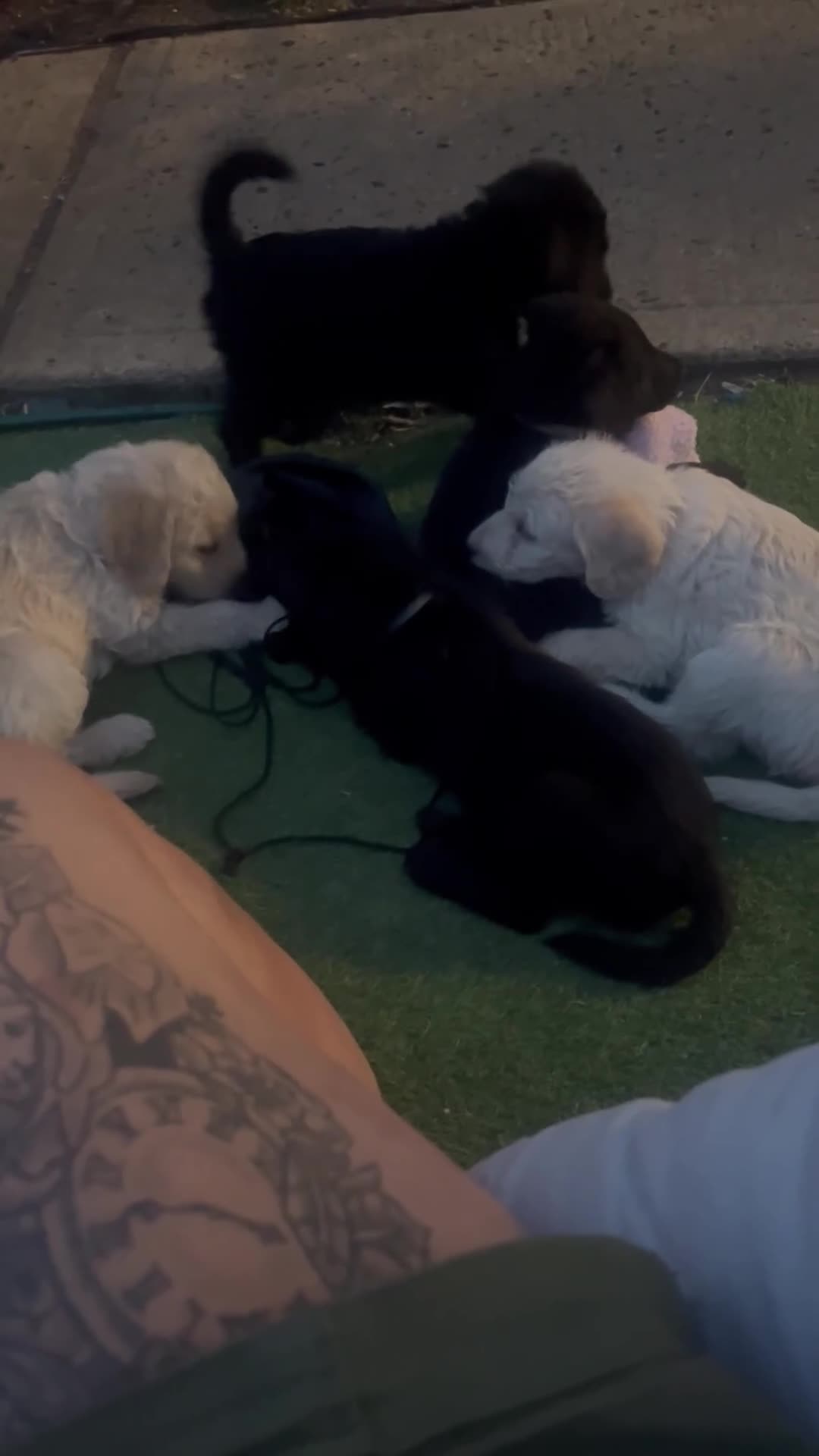 Labradoodle dogs for sale: 🐾 Beautiful Labradoodle Puppies 🐾 - Video 1