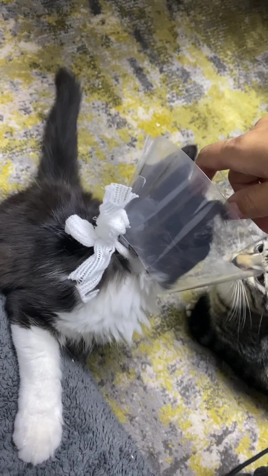 RagaMuffin cats for sale: 🐾 **Charming Ragdoll-Kittens for Adoption!** 🐾 - Video 3