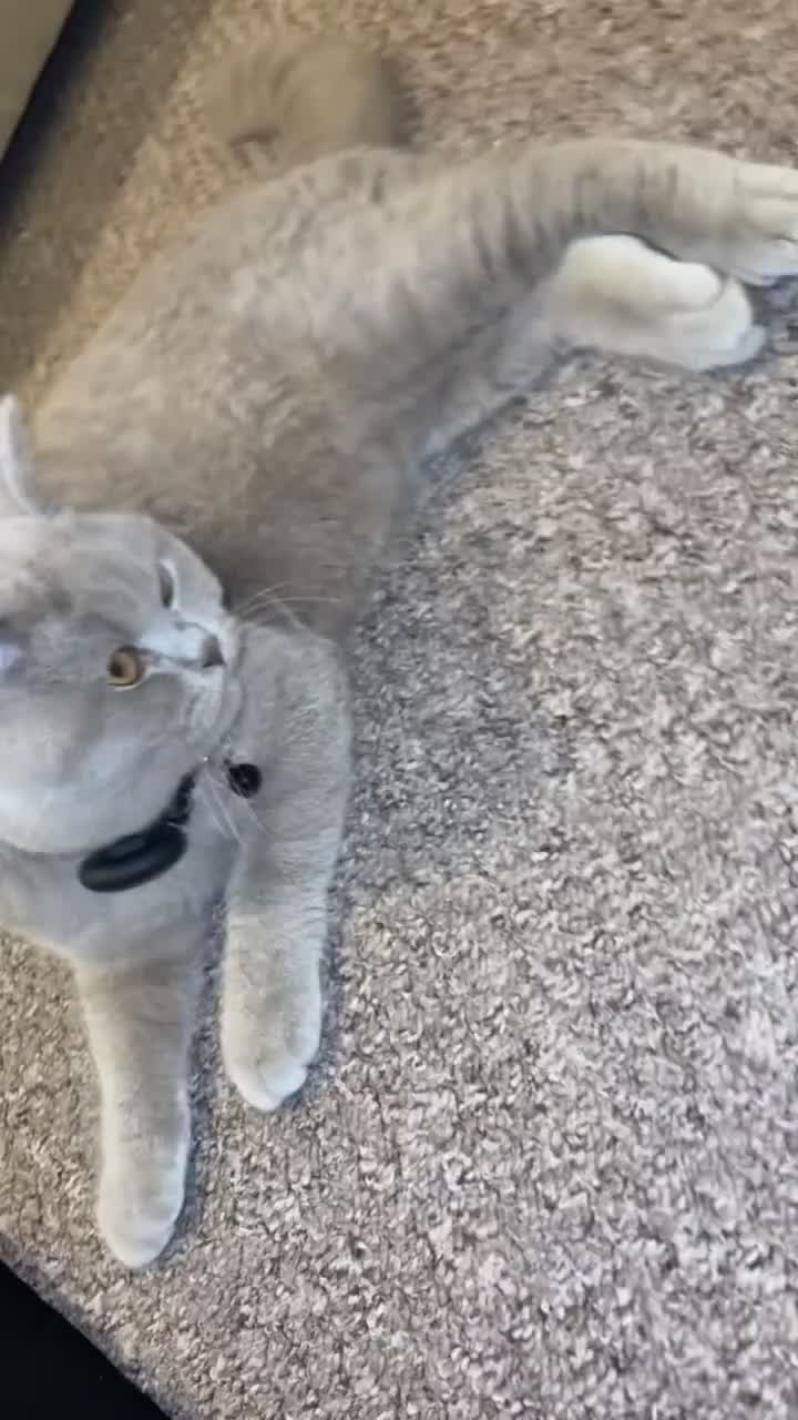 British Shorthair cats for sale: British Shorthair Lilac Kitten – GCCF Registered - Video 3