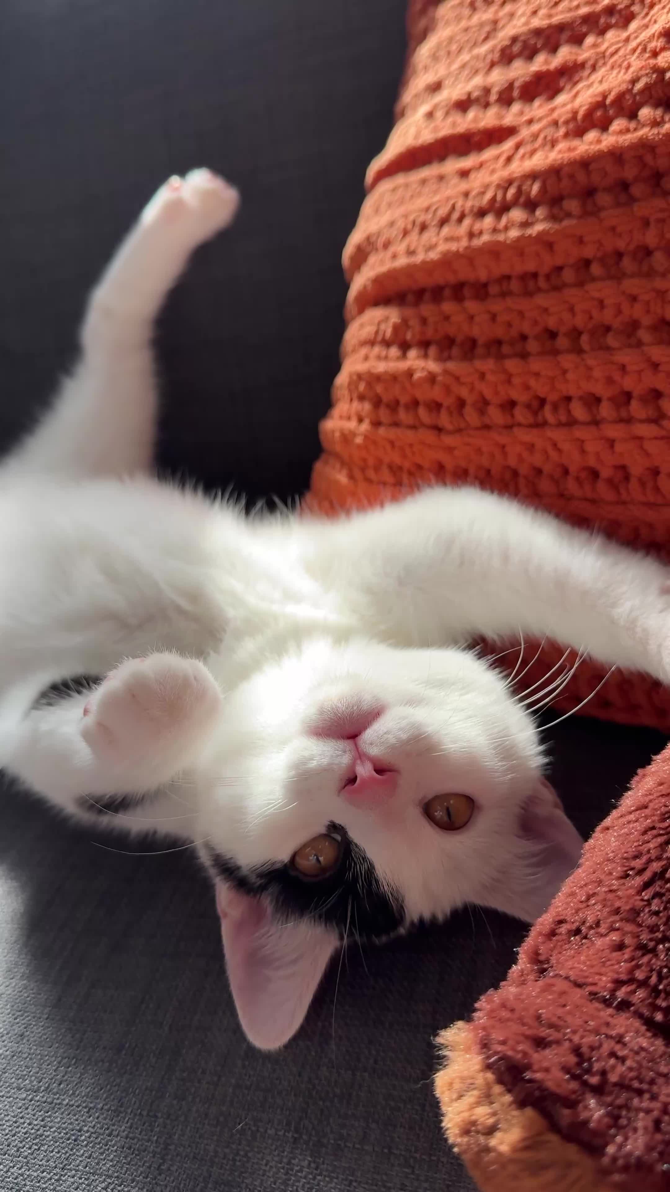 British Shorthair cats for sale: White and Black British Shorthair in London - Video 1