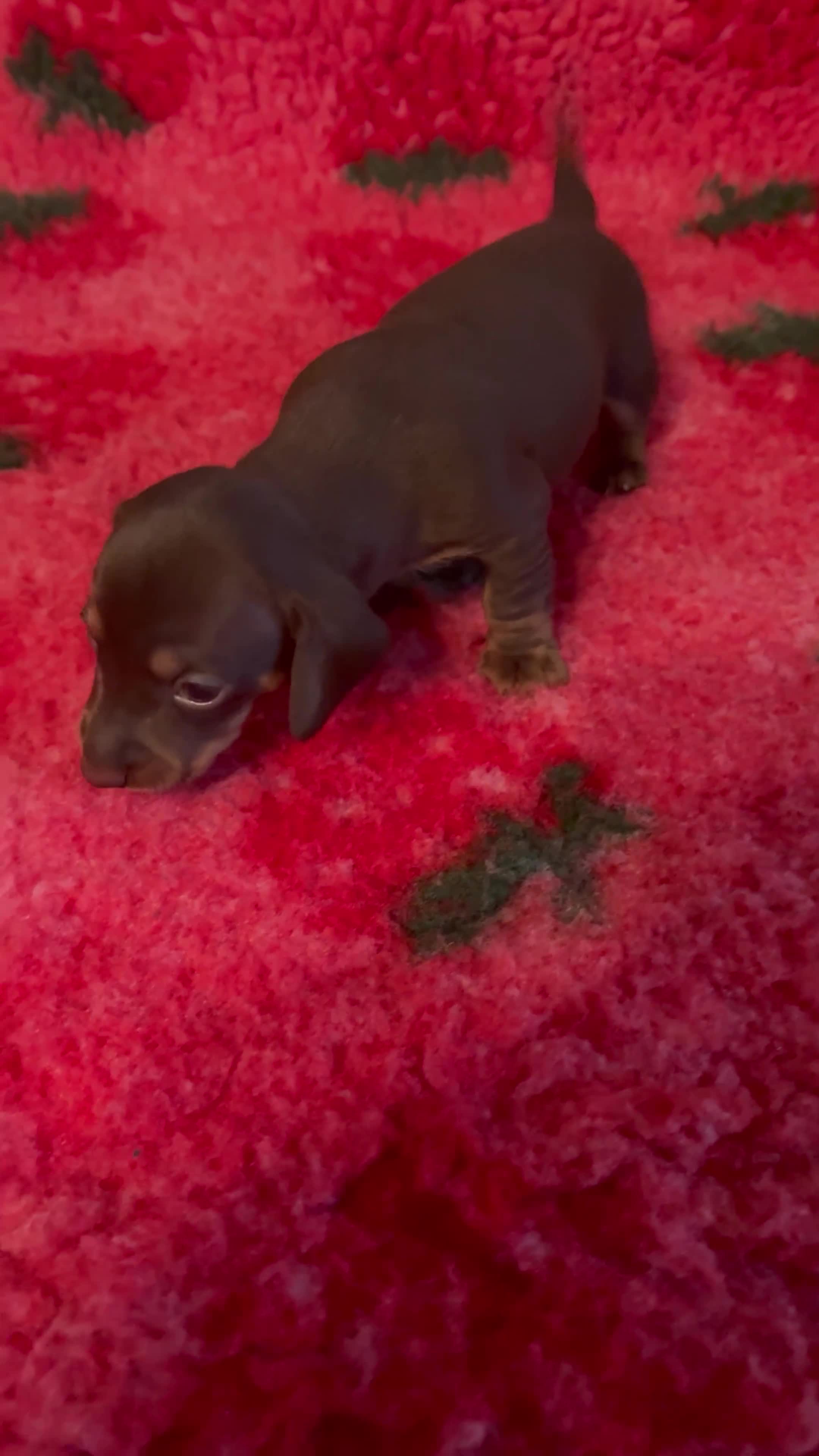 Dachshund dogs for sale: BEAUTIFUL LITTER OF DACHSHUND  - Video 4