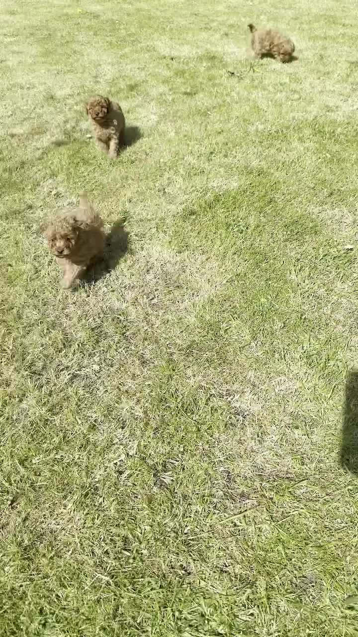 Toy Poodle dogs for sale: GORGEOUS RED KC TOY POODLE PUPPIES - Video 1