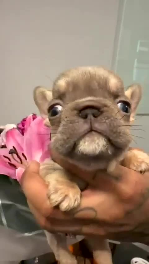 French Bulldog dogs for sale:  💙🦁Fluffy visual French bulldog Reduced!!🏡 - Video 1