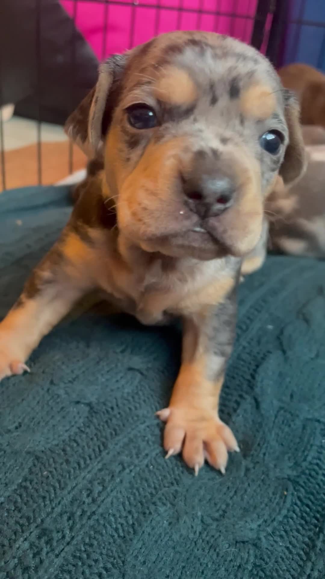 Mixed Breed dogs for sale: Dachshund hybrid puppies 🩷🩵 LAST ONE AVAILABLE  - Video 4