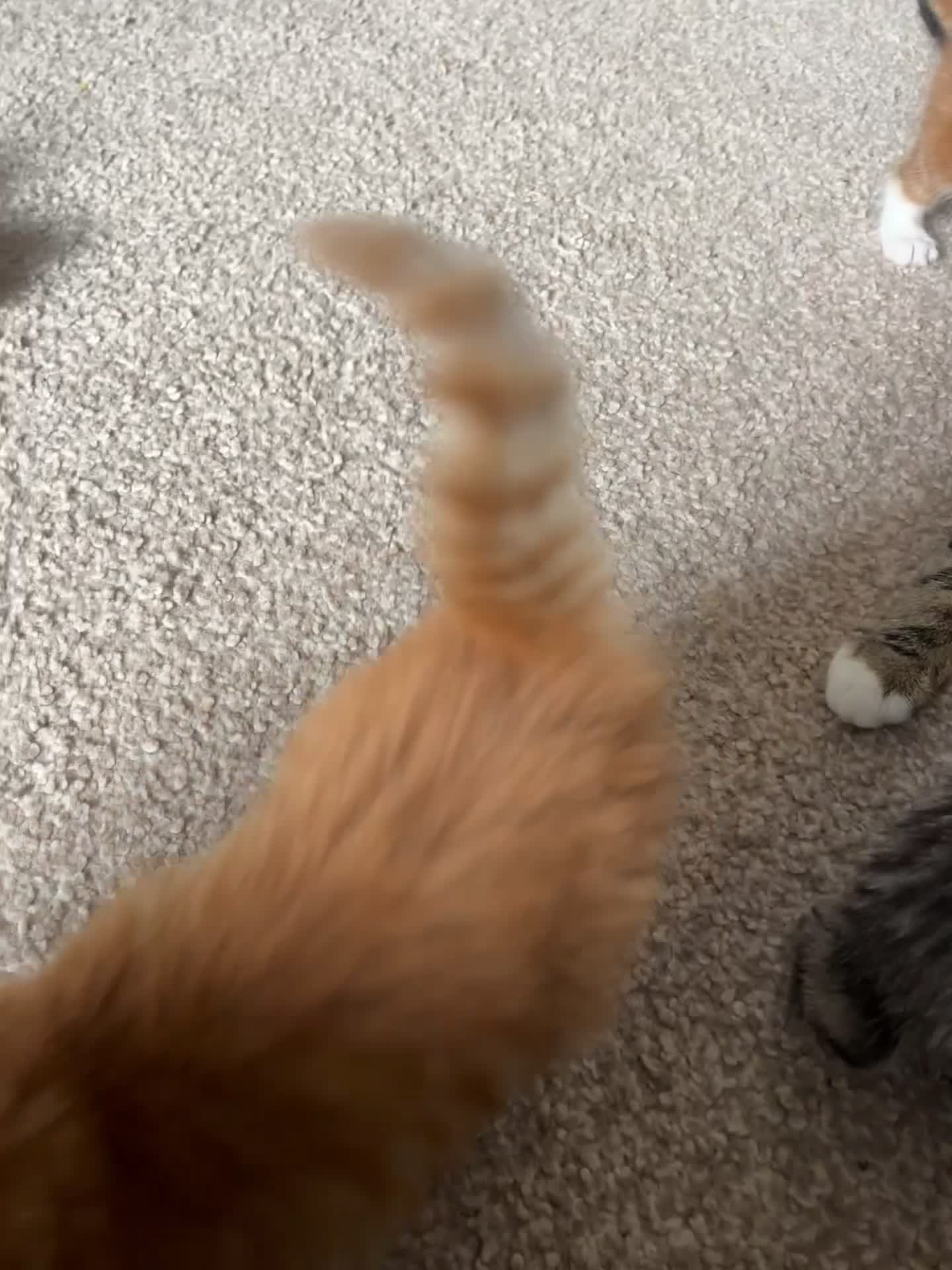 Mixed Breed cats for sale: 2male, 2 female kittens - Video 3