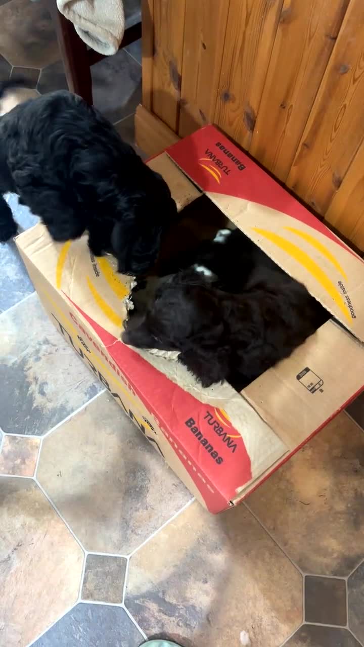Cockapoo dogs for sale: F1b Cockapoo Puppies, Forever Home Ready 🐕‍🦺🐾 - Video 1
