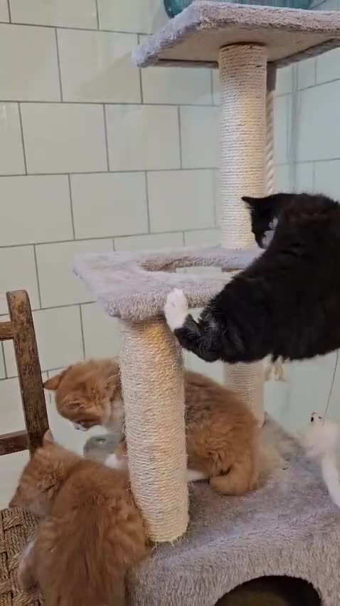 Mixed Breed cats for sale: 4 Adorable (3 Ginger) Kittens for Sale - Video 2