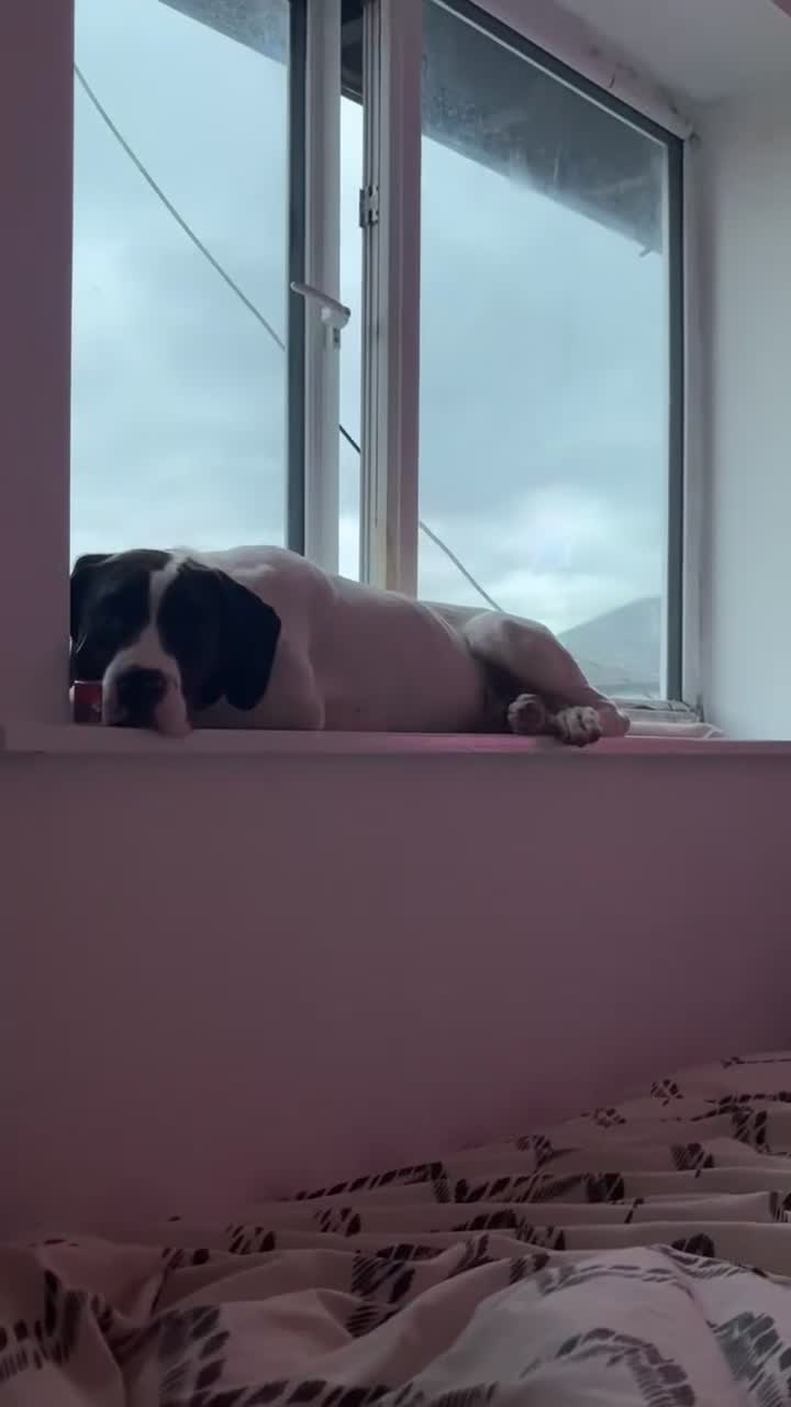 Mixed Breed dogs for sale: Springer spaniel x American bulldog  - Video 1