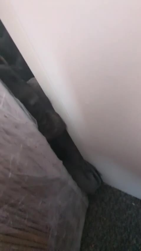 Labrador Retriever dogs for sale: Silver Labrador puppies  - Video 1