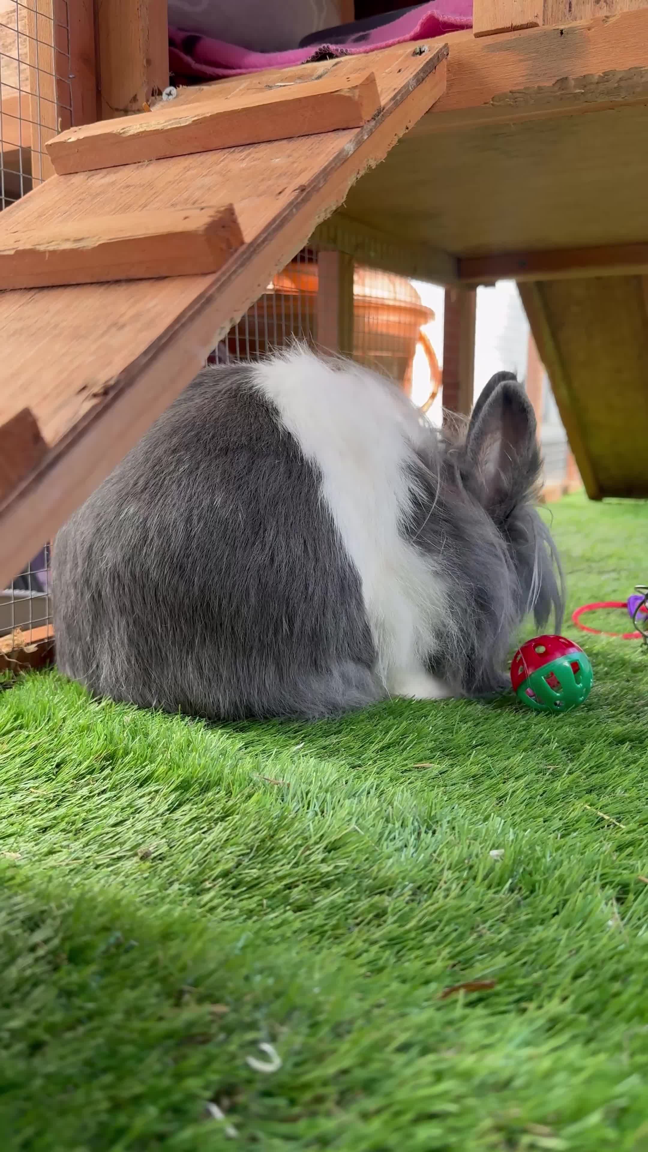 Mixed Breed rabbits for sale: Minnie the rabbit in Birmingham - Video 2