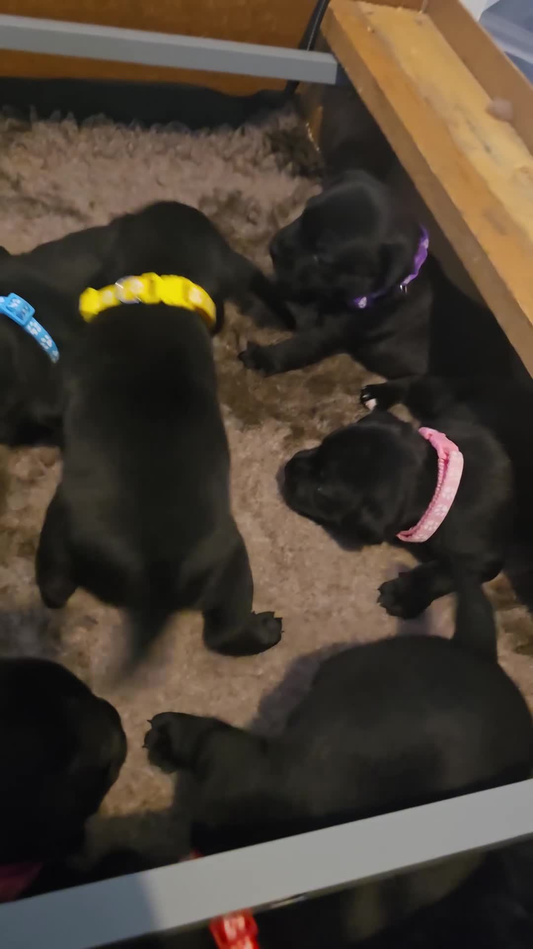 Staffordshire Bull Terrier dogs for sale: Kc registered Staffordshire bullterrier  - Video 2