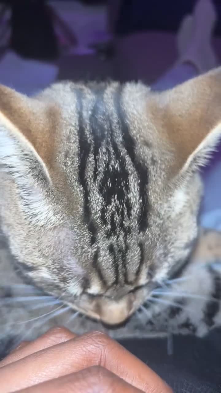 Bengal cats for sale: ✨ Loving Home Wanted for Beautiful Bengal-Tabby ✨ - Video 2