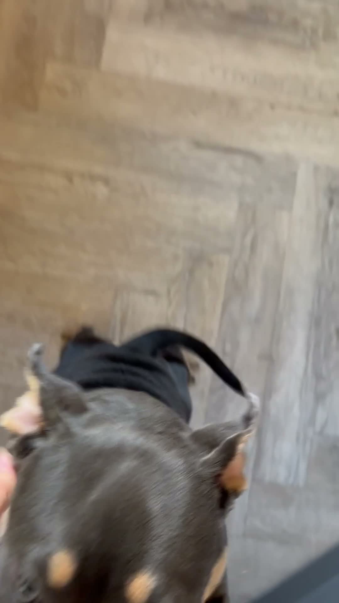American Bully dogs for sale: Remi pocket bully  in Bristol - Video 1