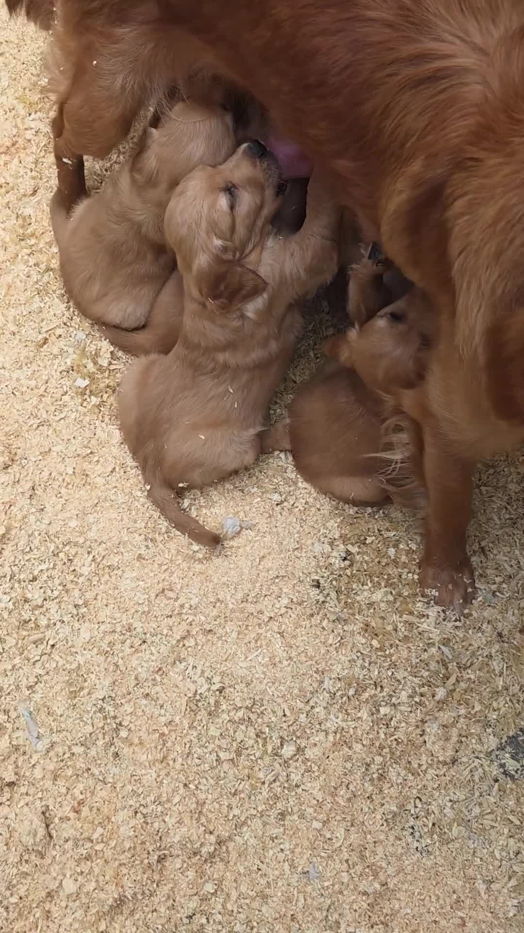 Golden Retriever dogs for sale: Kc registered dark red pups - Video 2