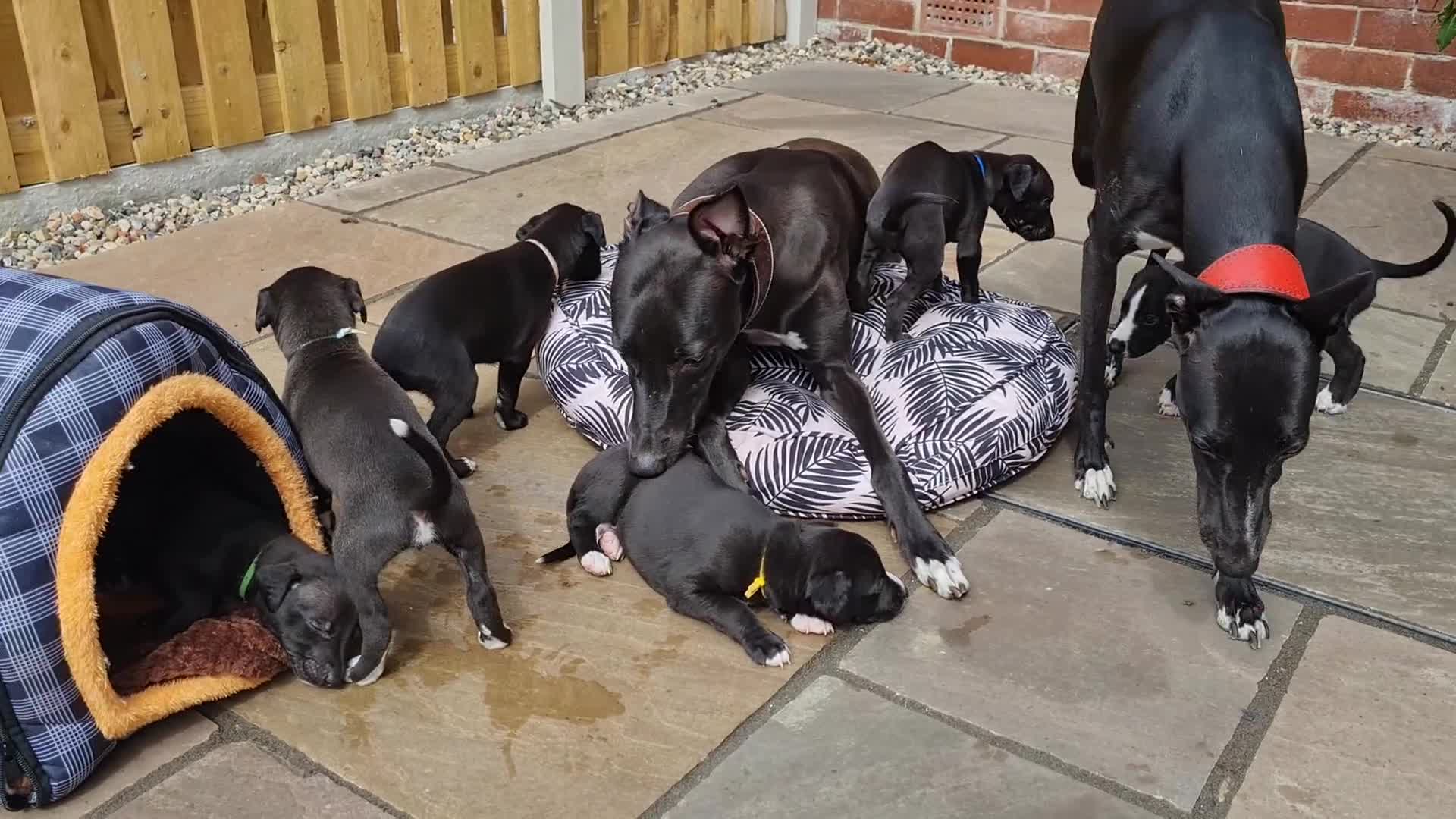 Whippet dogs for sale: Pure bred whippet puppies - Video 1