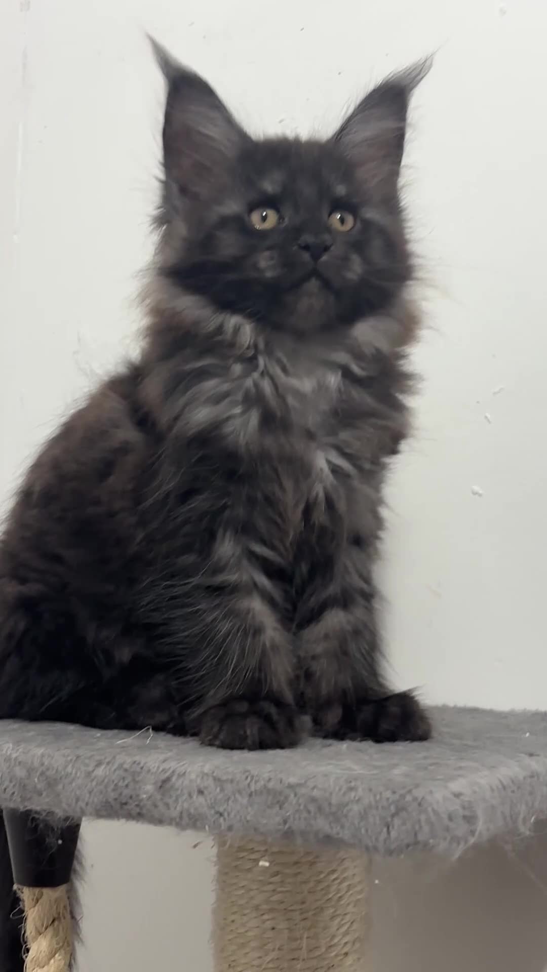 Maine Coon cats for sale: XXL RUSSIAN MAINE COON KITTENS - Video 3
