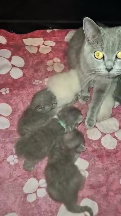 British Longhair cats for sale:  Beautiful British Long haired Short haired kitten - Video 1