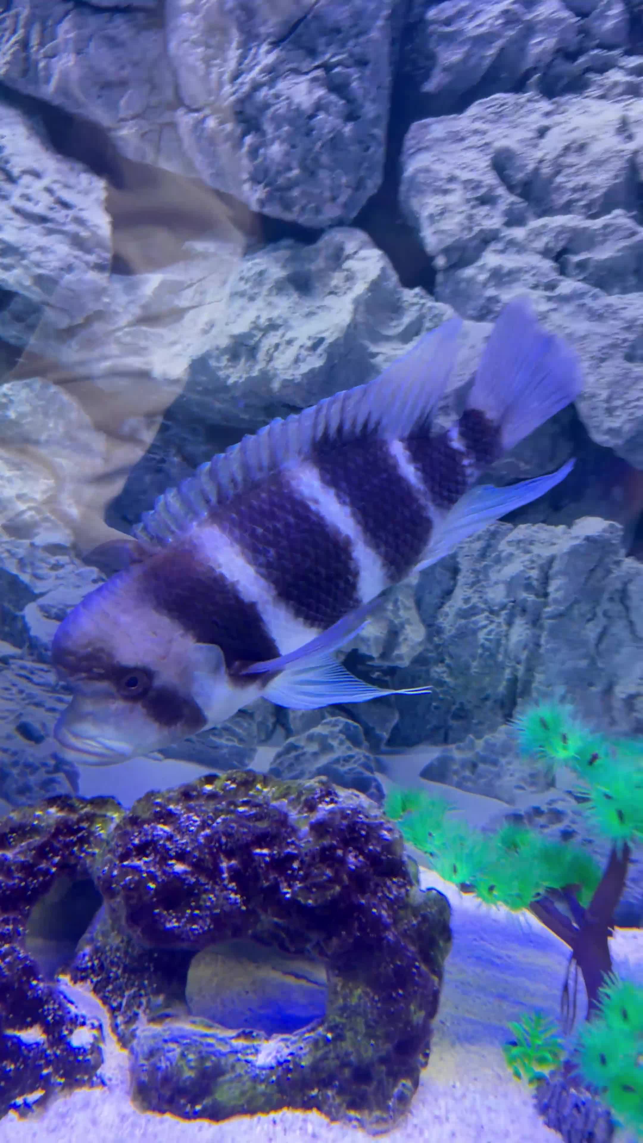 Cichlids fish for sale: Frontosa breeding group - Video 1