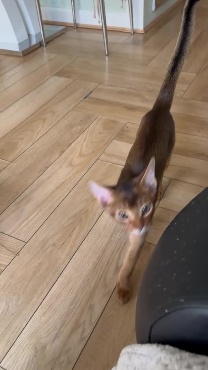 Abyssinian cats for sale: Last one boy ready to go🌟 - Video 2