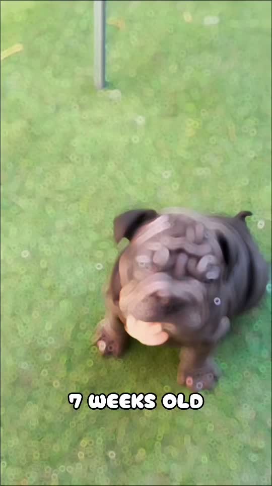 French Bulldog dogs for sale: 🐾Amazing French Bulldog Puppies🐾 - Video 4