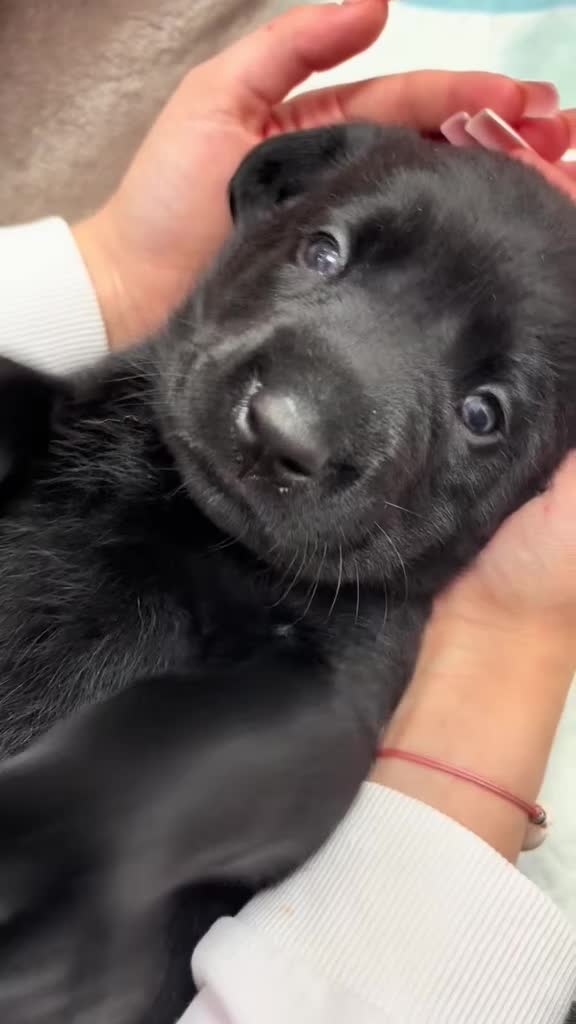 Labrador Retriever dogs for sale: WORMAGS KC REGISTERED LAST LABRADOR PUPPY - Video 5