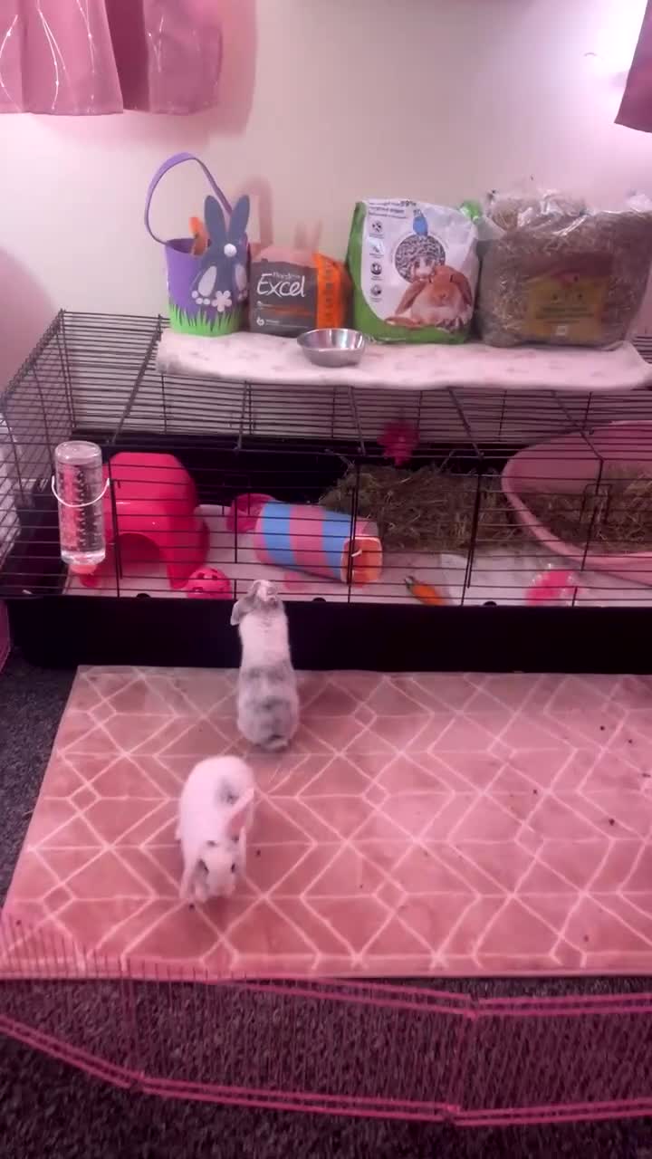 English Lop rabbits for sale: two baby bunnies grey and white  - Video 1