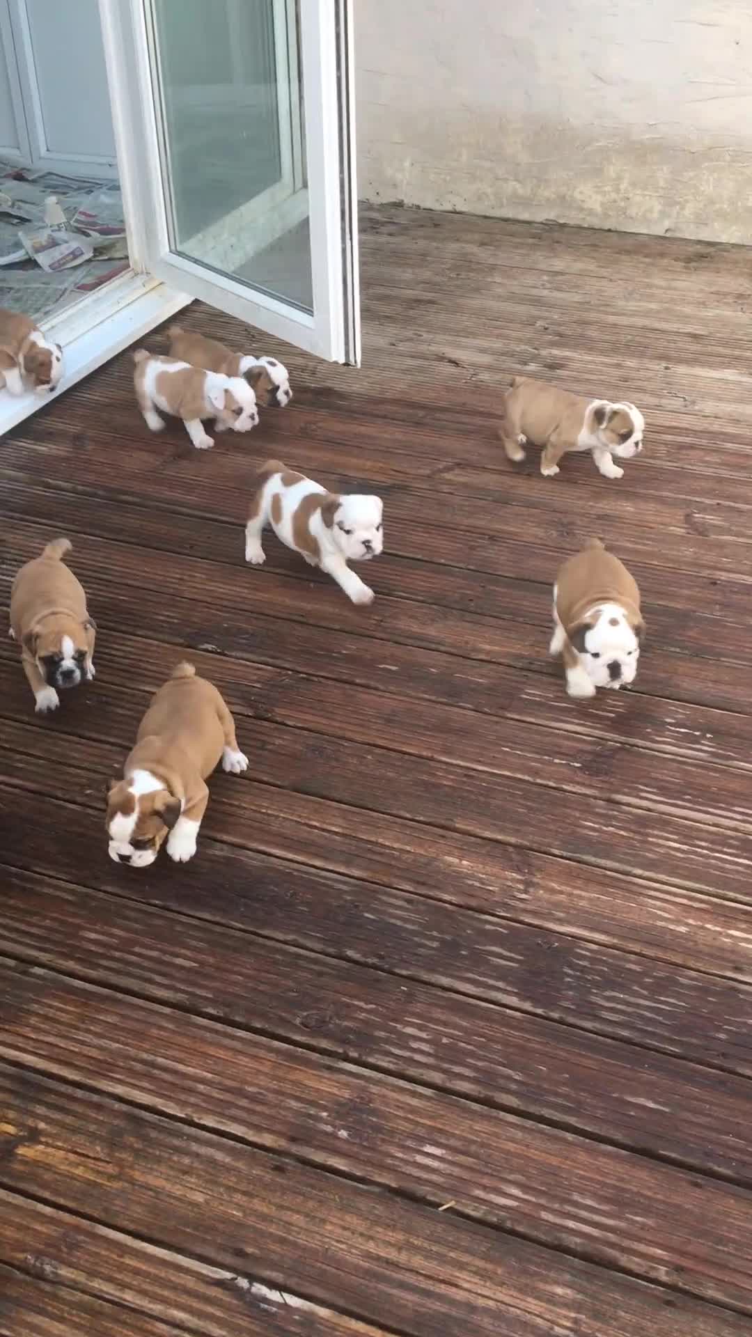 English Bulldog dogs for sale: Nine stunning bulldogs - Video 1