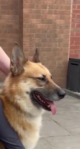 Mixed Breed dogs for adoption: ❤️🐶 LEIA- amazing 5 year-old GSD girl❤️🐶  - Video 2