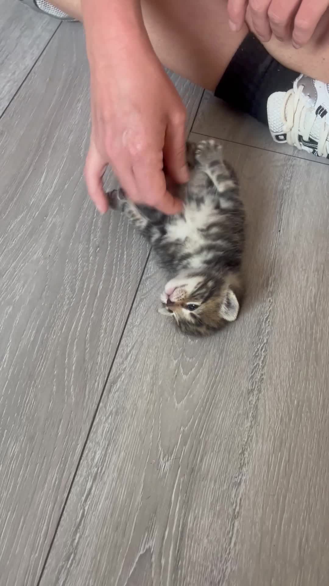 Mixed Breed cats for sale: Kittens for sale - Video 1