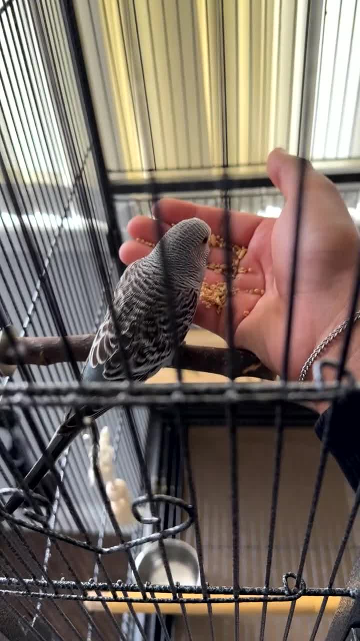 Budgerigars birds for sale: Budgie pair and cage bundle  - Video 3