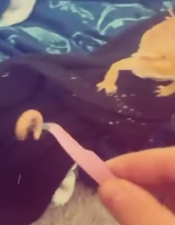 Bearded Dragon reptiles for sale: Beautiful Bearded Dragon Loving Home Needed 🦎❤️ - Video 1