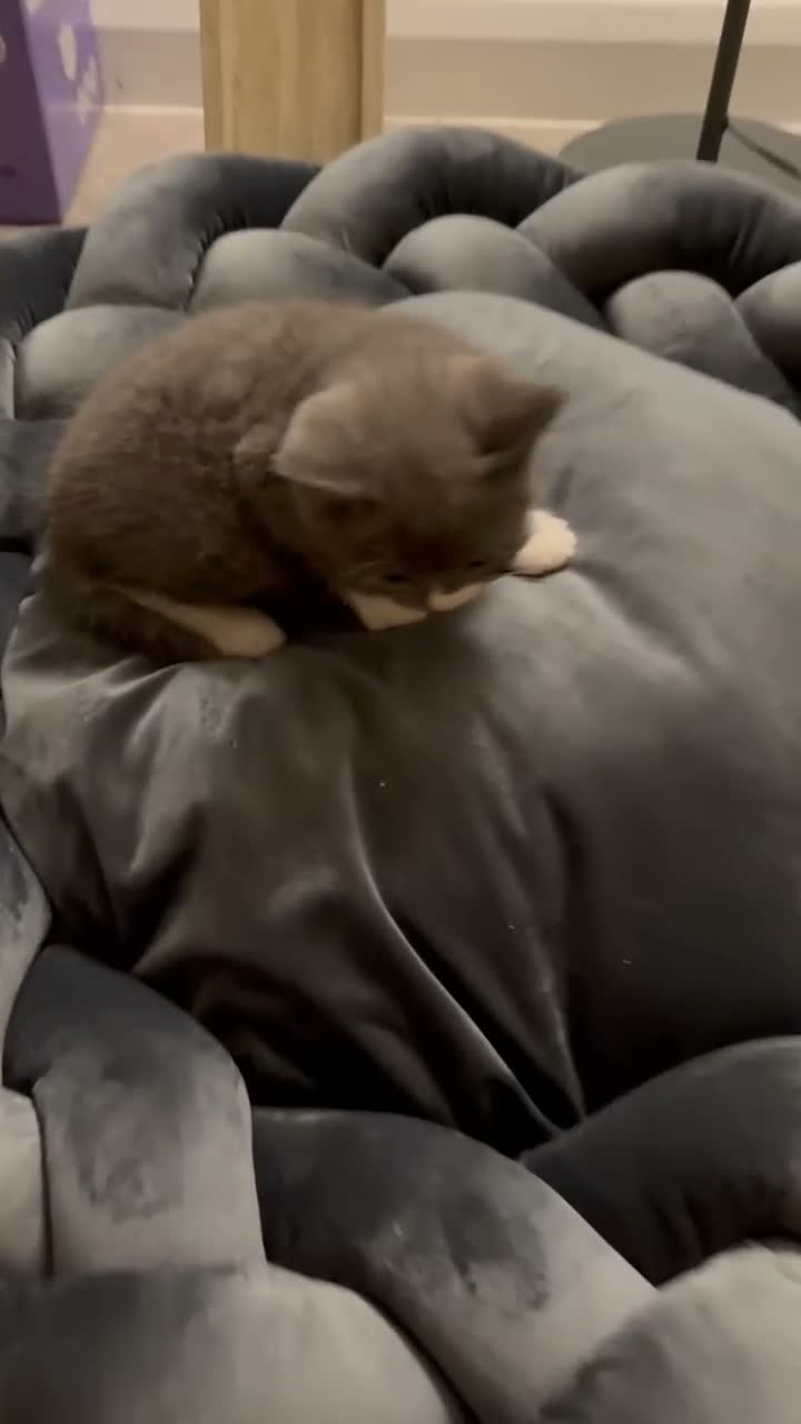 British Shorthair cats for sale: Little Grey Gentleman with White Mittens - BSH X - Video 1