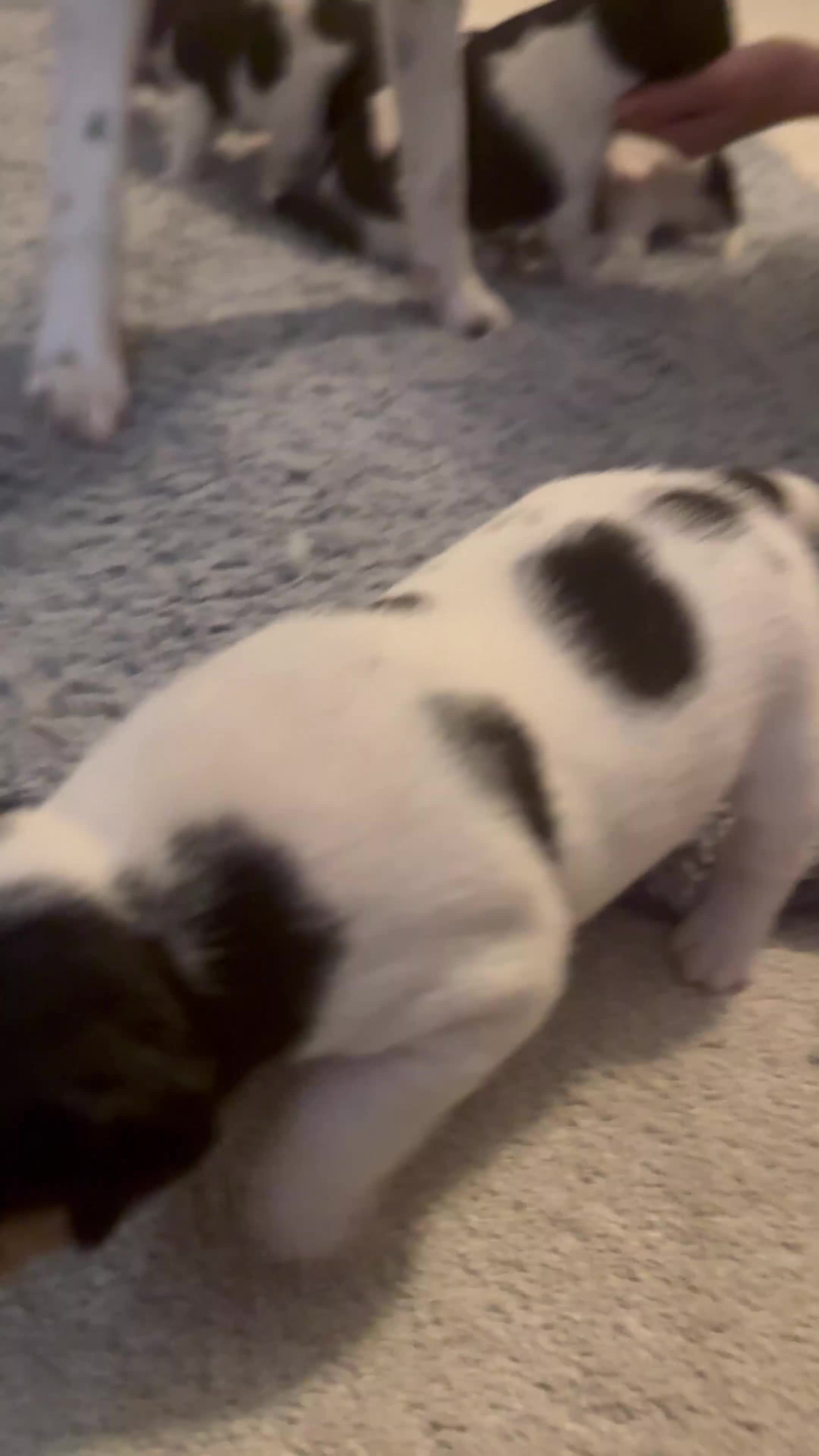 Parson Russell dogs for sale: Beautiful Parsons Russel Pups - Video 4