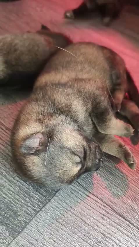 Mixed Breed dogs for sale: German Shepherd x Husky/Northern Inuit Puppies - Video 1