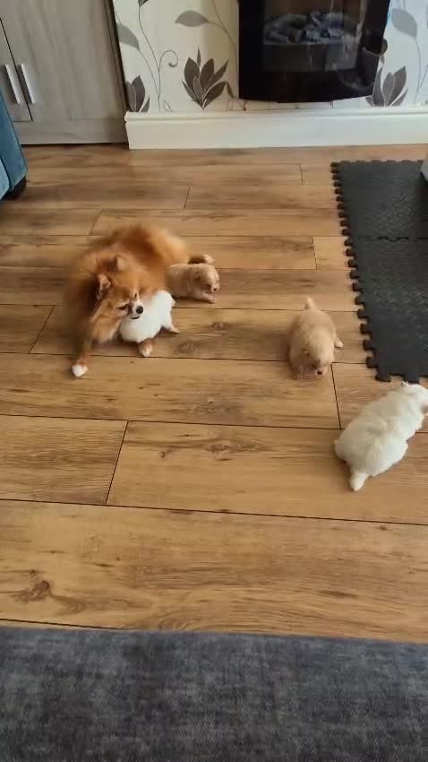 Pomeranian dogs for sale: Beautiful Pomeranian Puppies - Video 2