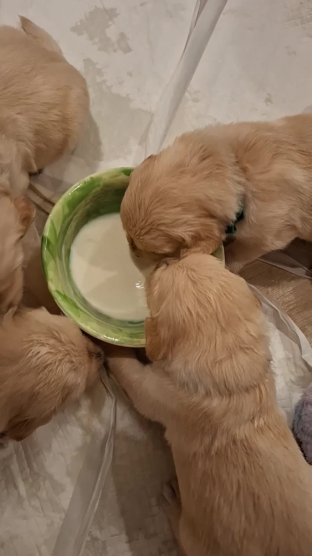 Golden Retriever dogs for sale: KC reg golden retriever puppies - Video 4