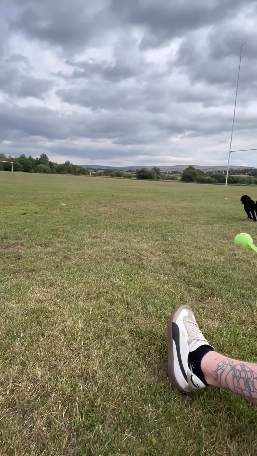 Cockapoo dogs for sale: 1 year old male mini cockapoo - Video 1