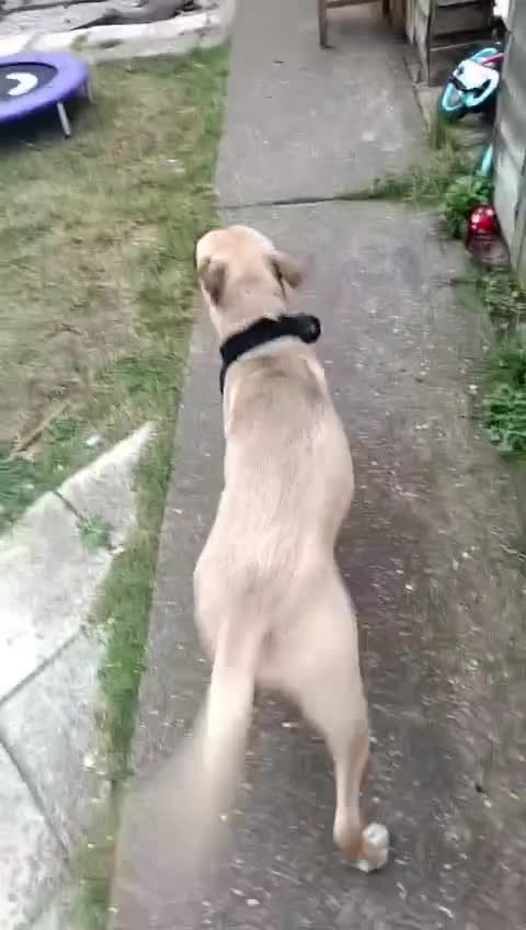 Mixed Breed dogs for sale: Cane corso x Mastiff for rehoming - Video 3