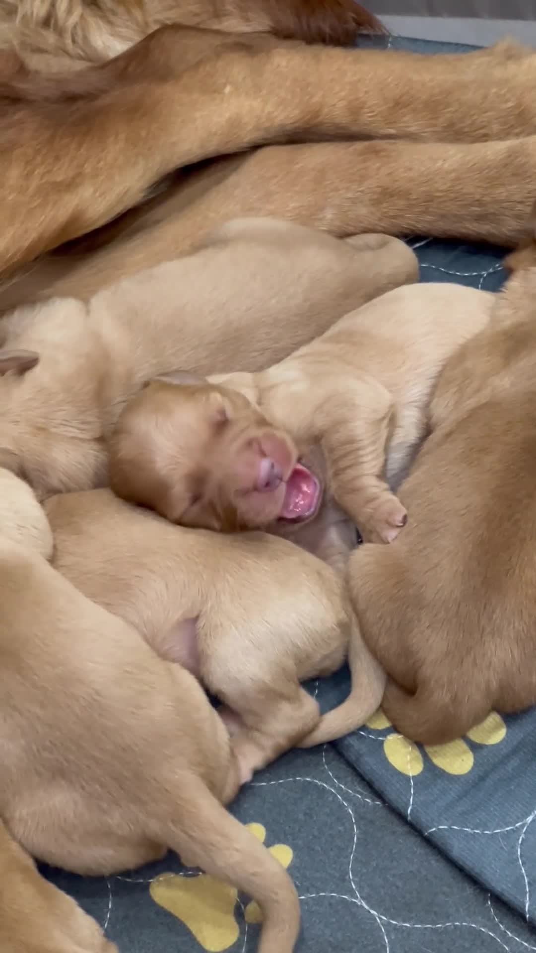 Golden Retriever dogs for sale: Tundra Retriever KC Fox Red Golden Retriever Pups - Video 1