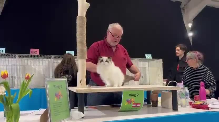 Ragdoll cats for sale: Exceptional ragdoll boy - Video 1
