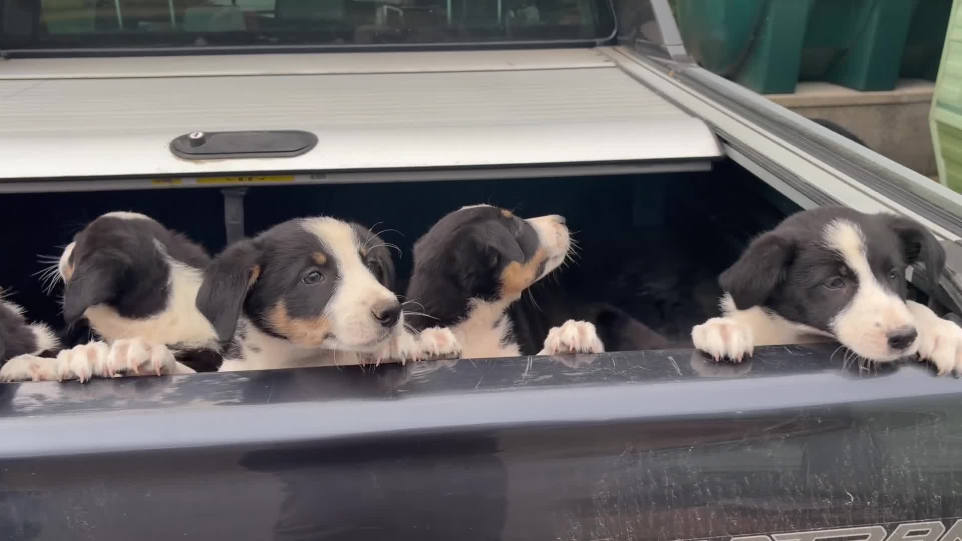 Border Collie dogs for sale: 9 Border Collie pups - Video 3