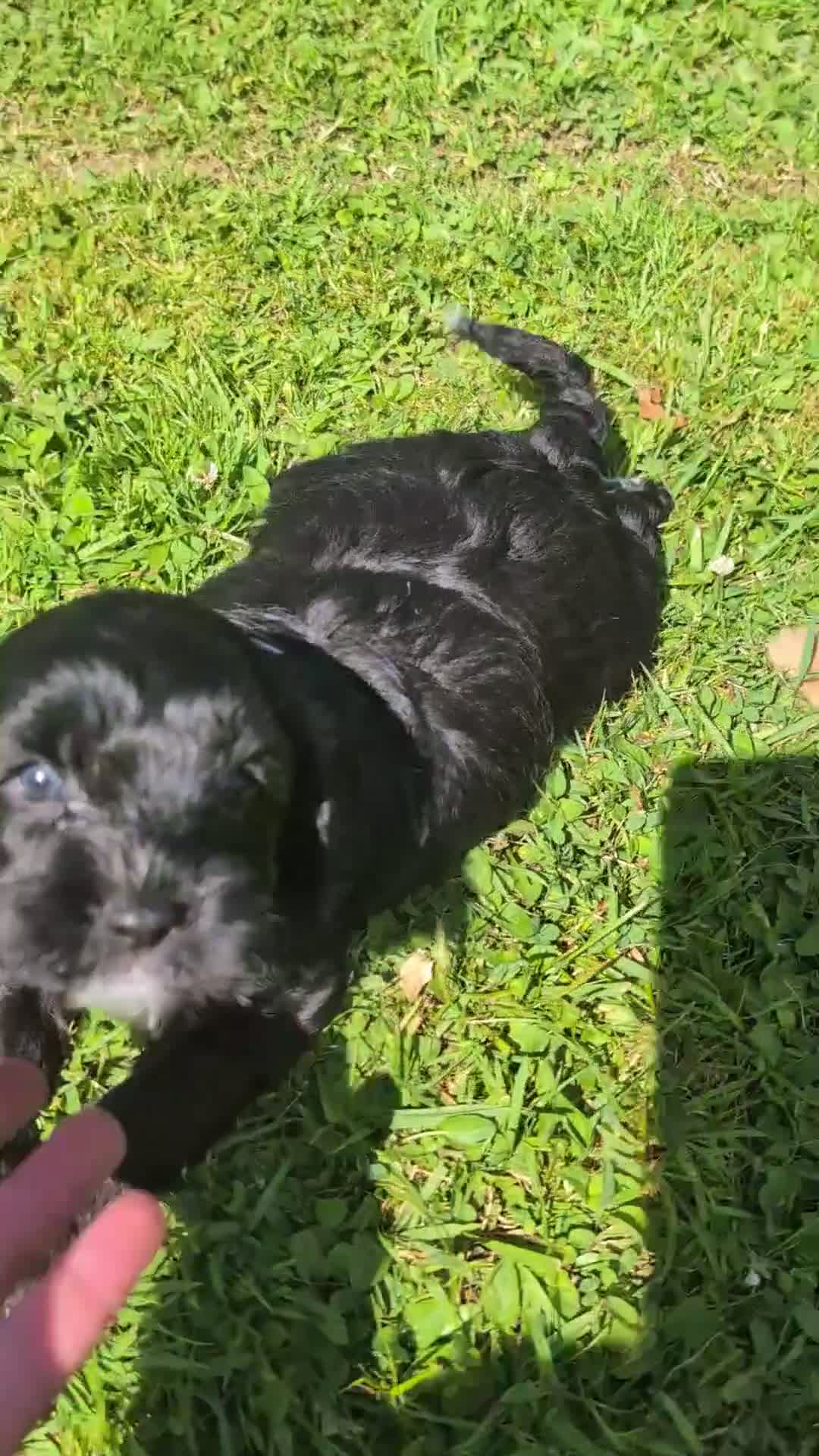Cavapoo dogs for sale: Beautiful & Quality DNA Clear F1 Cavapoo puppies  - Video 1