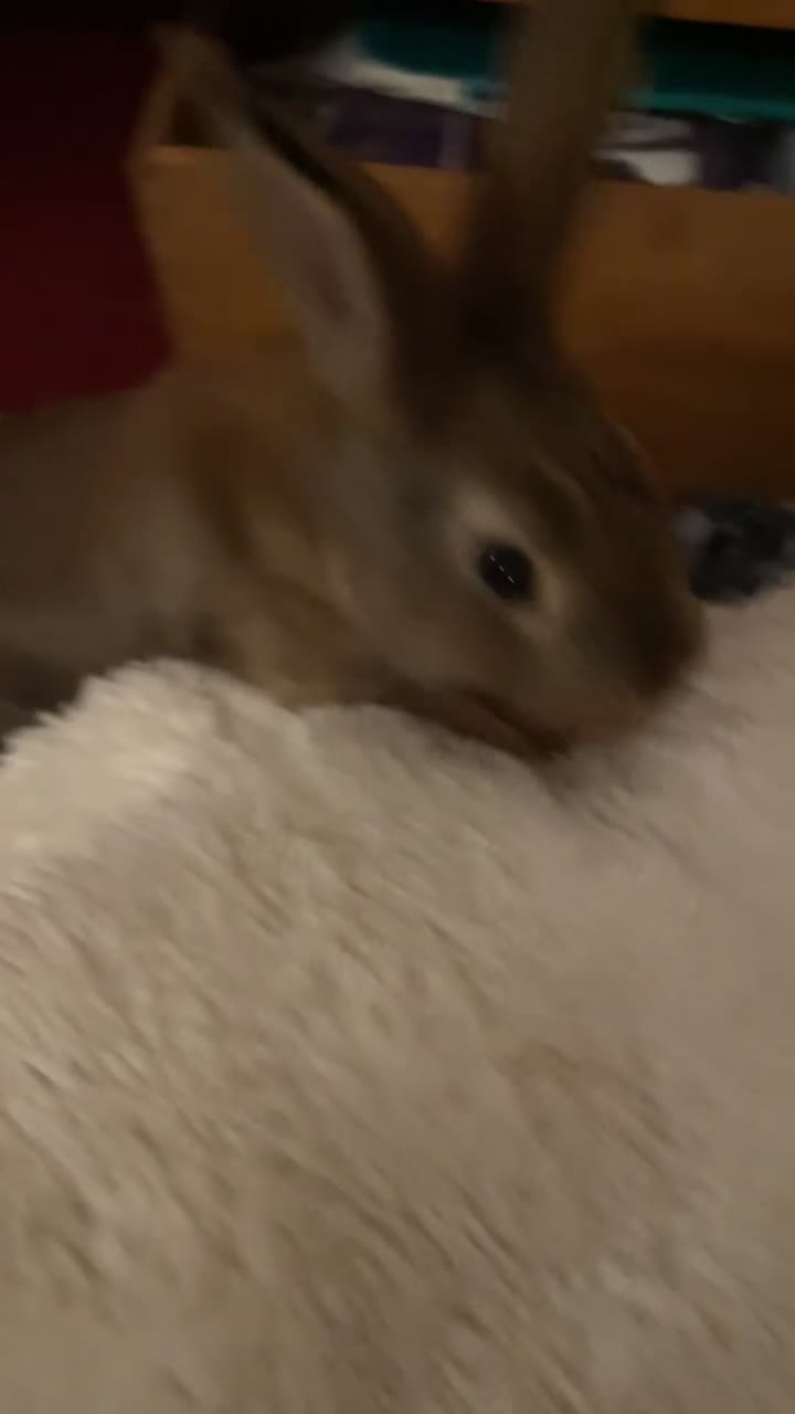 Guinea Pig rodents for sale: 1 male rabbit (bambi) - Video 3