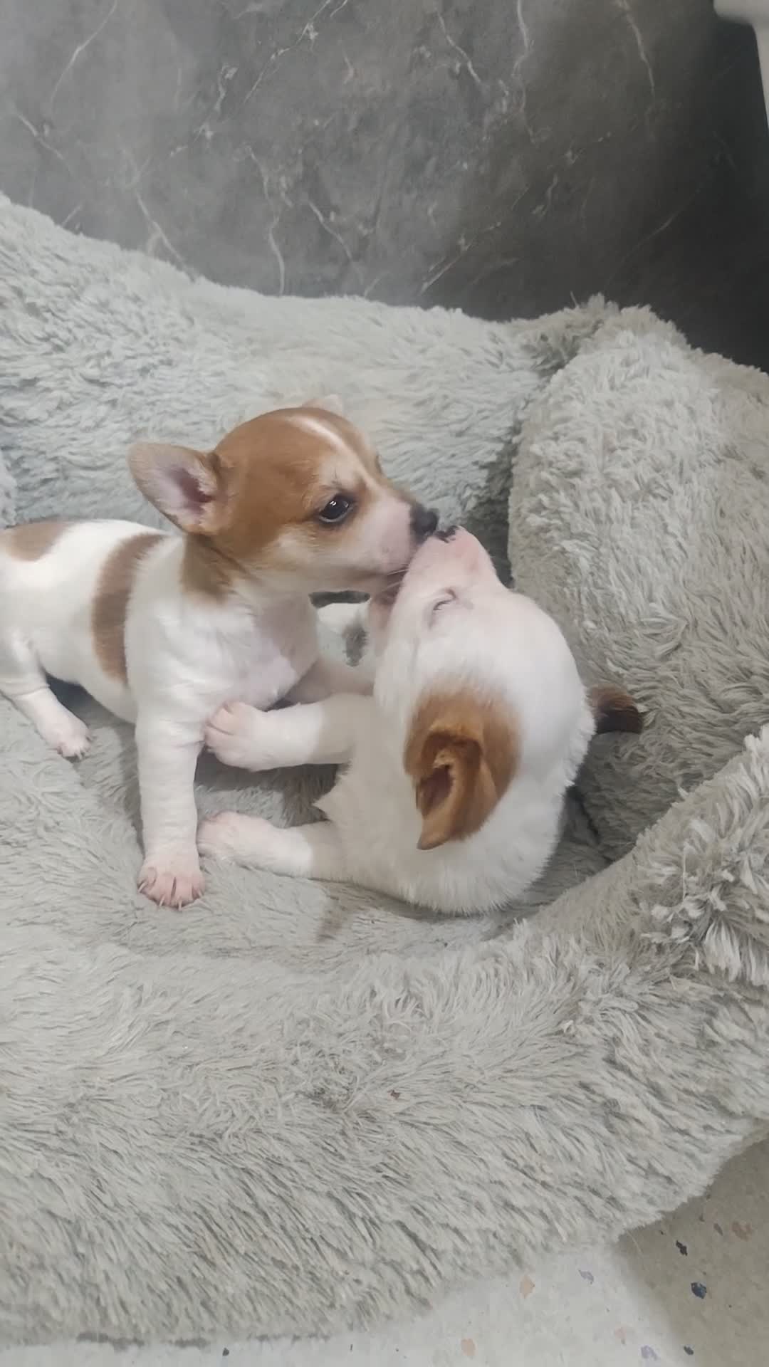 Jack Russell dogs for sale: 2 female mini jack Russell puppies - Video 2