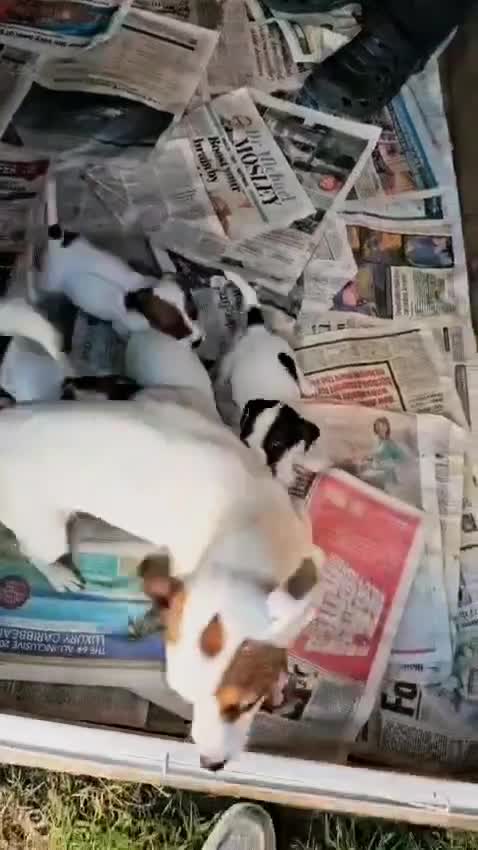 Jack Russell dogs for sale: Small Jack Russell terrier puppies  - Video 1