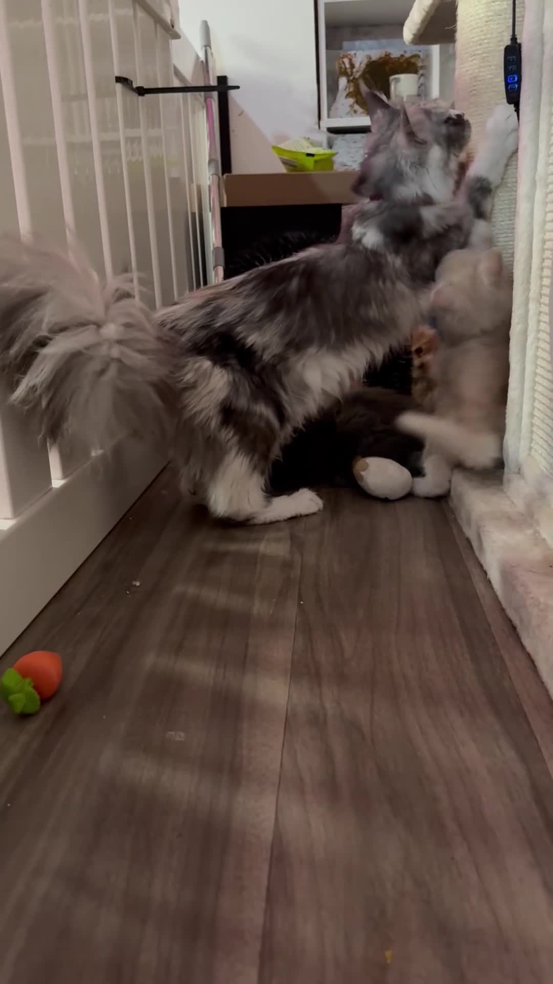 Maine Coon cats for sale: XL Maine coon kitten Tica registered parents  - Video 3