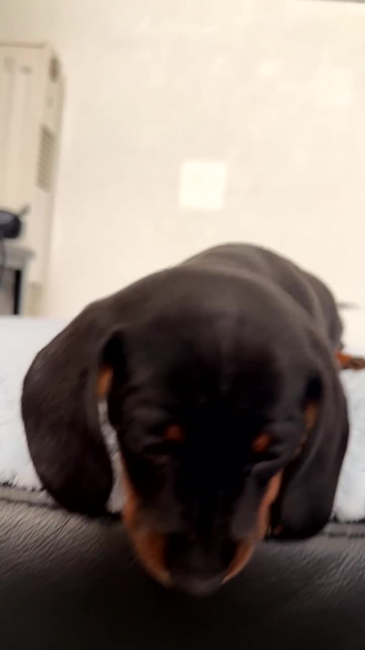 Miniature Dachshund dogs for sale: Miniature Dachshund - Video 2